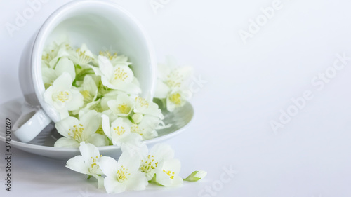 Jasmine flowers in a white Cup on a white background close-up. Jasmine flowers in a Cup as a concept of tea drinking with aromatic herbs