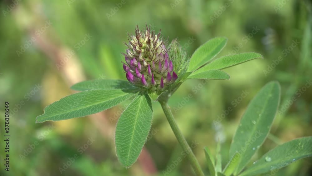 trefolium medium macro close up closeup view to Clover (trefoil) trefolium medium macro close up closeup view to Clover (trefoil)