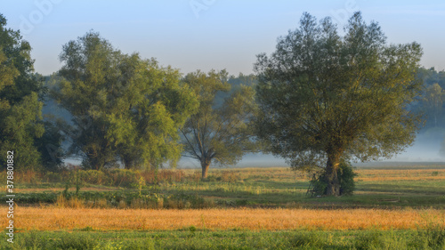 Fototapeta Naklejka Na Ścianę i Meble -  Wierzby