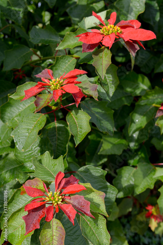 Bella flor de poinsettia (Euphorbia Pulcherrima) de color rojo