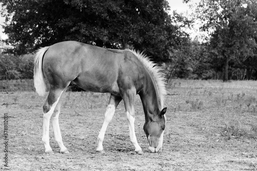 Colt horse grazing in field closeup.
