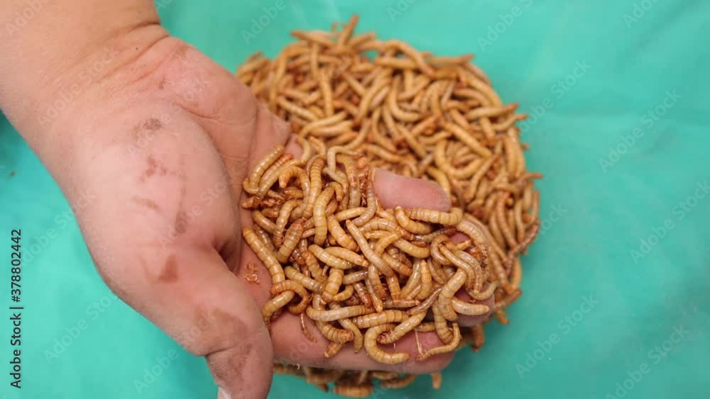 mealworms , mealworms on the hand, larva, larvae Stages of the meal