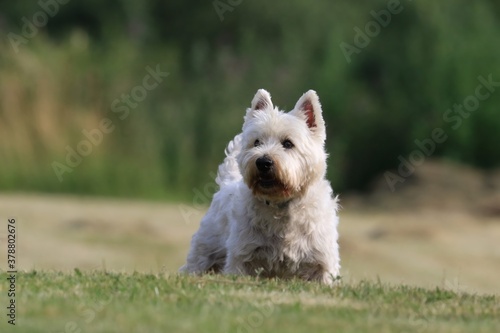 Westie. West Highland White terrier standing in the grass. Portrait of a white dog. © Monikasurzin