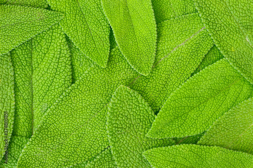 green leaves of sage macro. background with sage leaves. backdrop with fresh sage leaves macro.