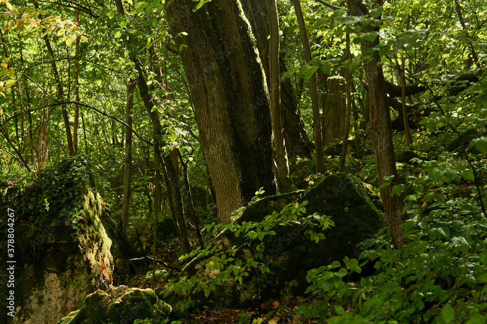 background, landscape - subtropical forest after rain background, landscape - subtropical forest after rain