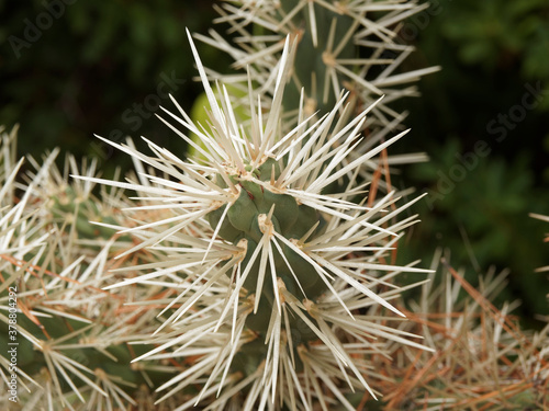 Longues épines blanches sur tiges cylindriques du cactus oponce rose (Opuntia rosea)