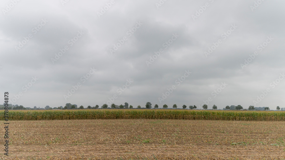 Agricultural field near Millingen aan de Rijn, The Netherlands