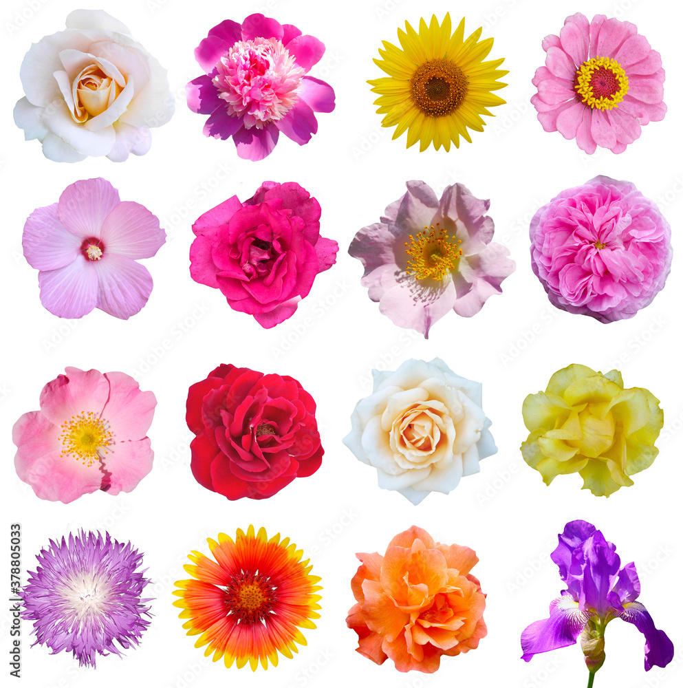Macro photo of flowers set: rose, 
sunflower, orchid, peony, zinnia, cirsium, bristly rose, common mallow, iris, lily  on a white isolated background