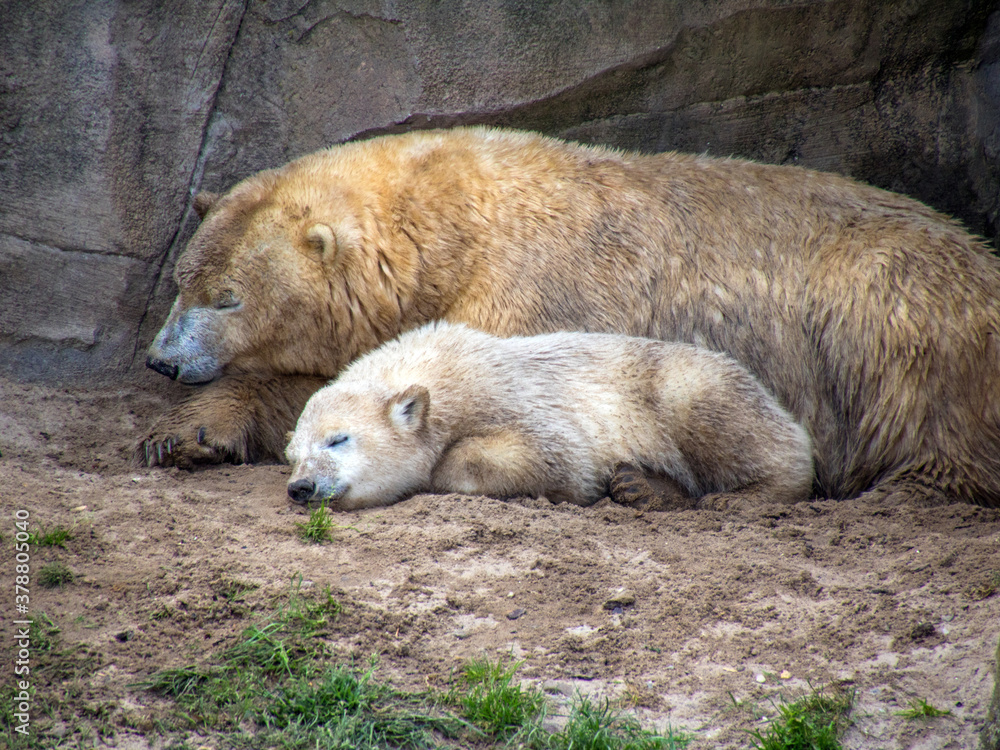 Eisbär Mutter mit Kind Eisbär Mutter mit Kind