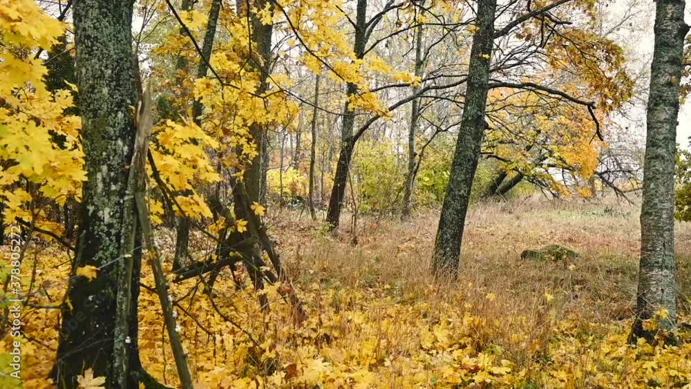 Beautiful Slow Movement In an Autumn Forest. Birch Trees, yellow Leafs. Autumn in Full Bloom. Beautiful Slow Movement In an Autumn Forest. Birch Trees, yellow Leafs. Autumn in Full Bloom.