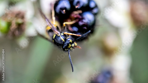 A Common Wasp eating a Wild Blackberry