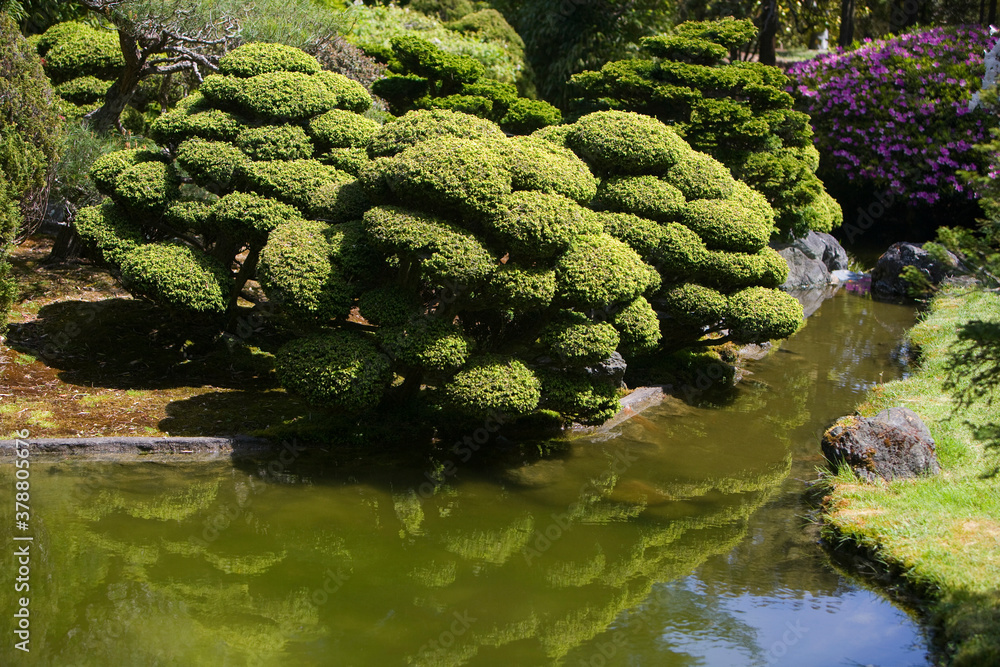Reflection of trees in water, Japanese Tea Garden, Golden Gate Park, San Francisco, California, USA Reflection of trees in water, Japanese Tea Garden, Golden Gate Park, San Francisco, California, USA