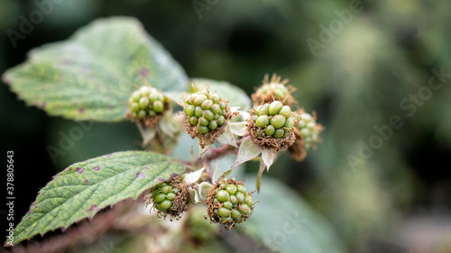 Wild Blackberries, also known as Brambles © TheBackyardPilgrim