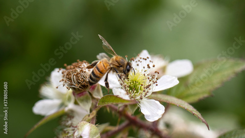 A Honey Bee collecting pollen from a Wild Blackberry flower © TheBackyardPilgrim
