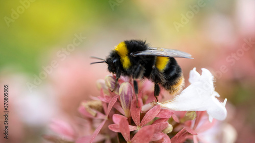 A Bumble Bee resting on the flower of an Abelia grandiflora
