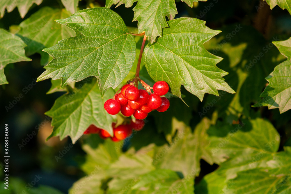 Bouquet of red viburnum berries on a branch with leaves close-up Bouquet of red viburnum berries on a branch with leaves close-up