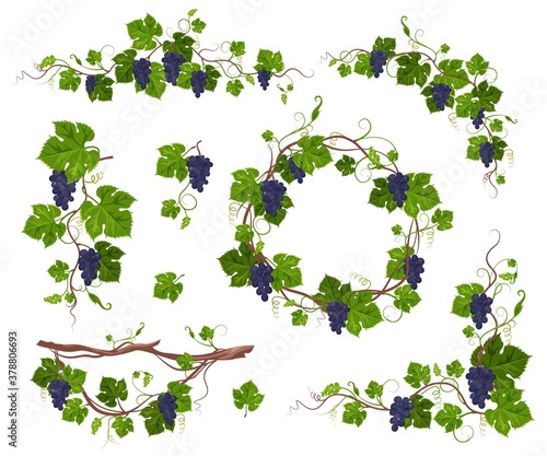 Grapevine climbing plant with purple grapes set, flat vector illustration isolated on white background. Grape vine creeper plant decorative frame.