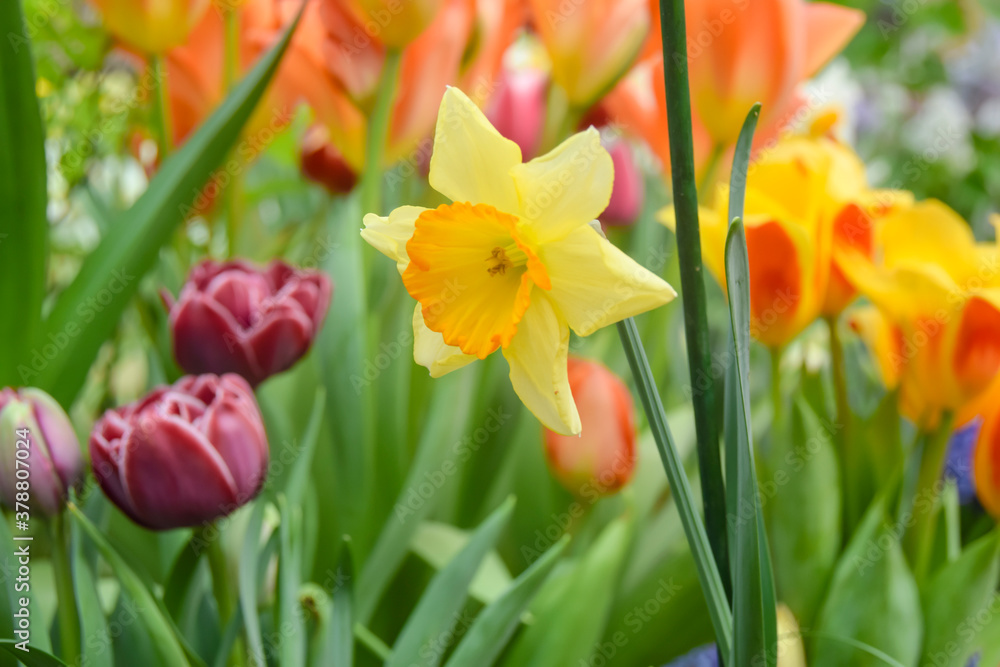 a lot of bright yellow and white daffodils on green steed a lot of bright yellow and white daffodils on green steed