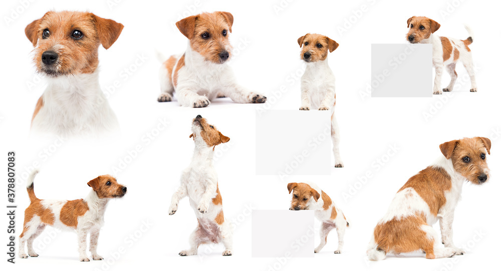dog stands on a white background dog stands on a white background