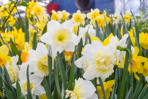 a lot of bright yellow and white daffodils on green steed