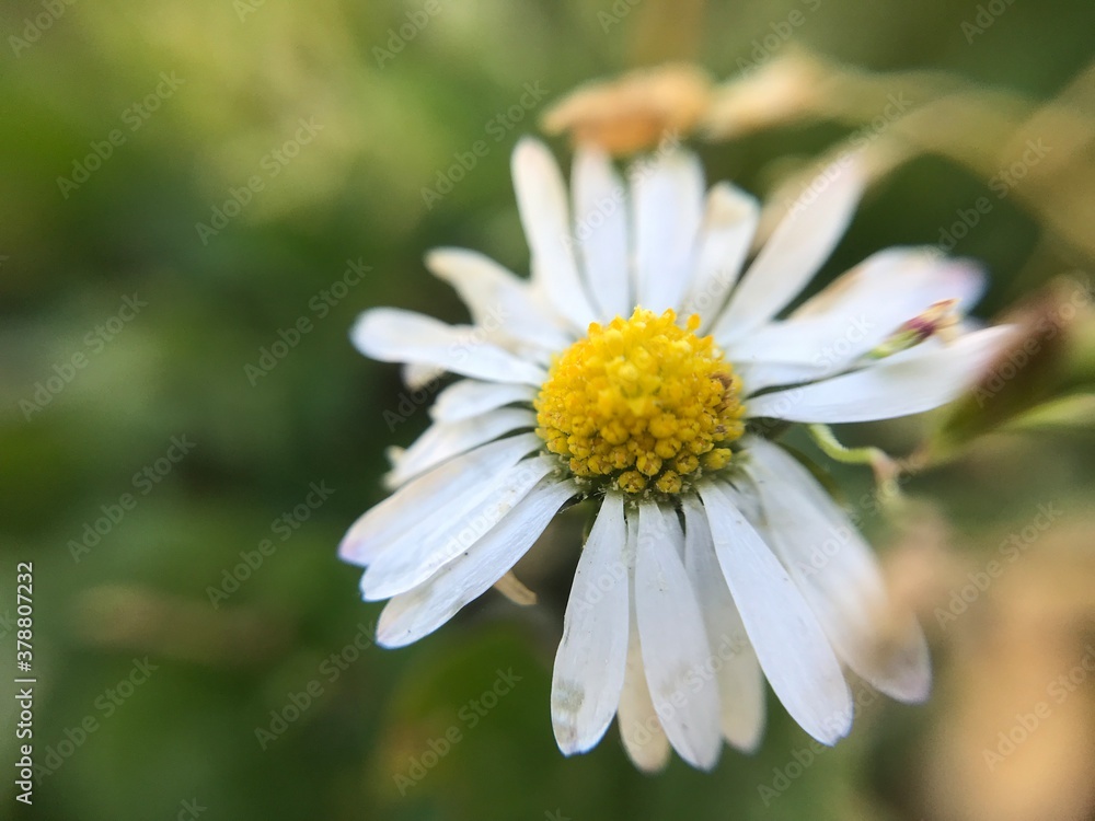 Fototapeta premium daisy flower close up