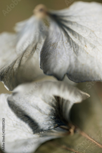 Fototapeta Naklejka Na Ścianę i Meble -  Close-up of dry leaves