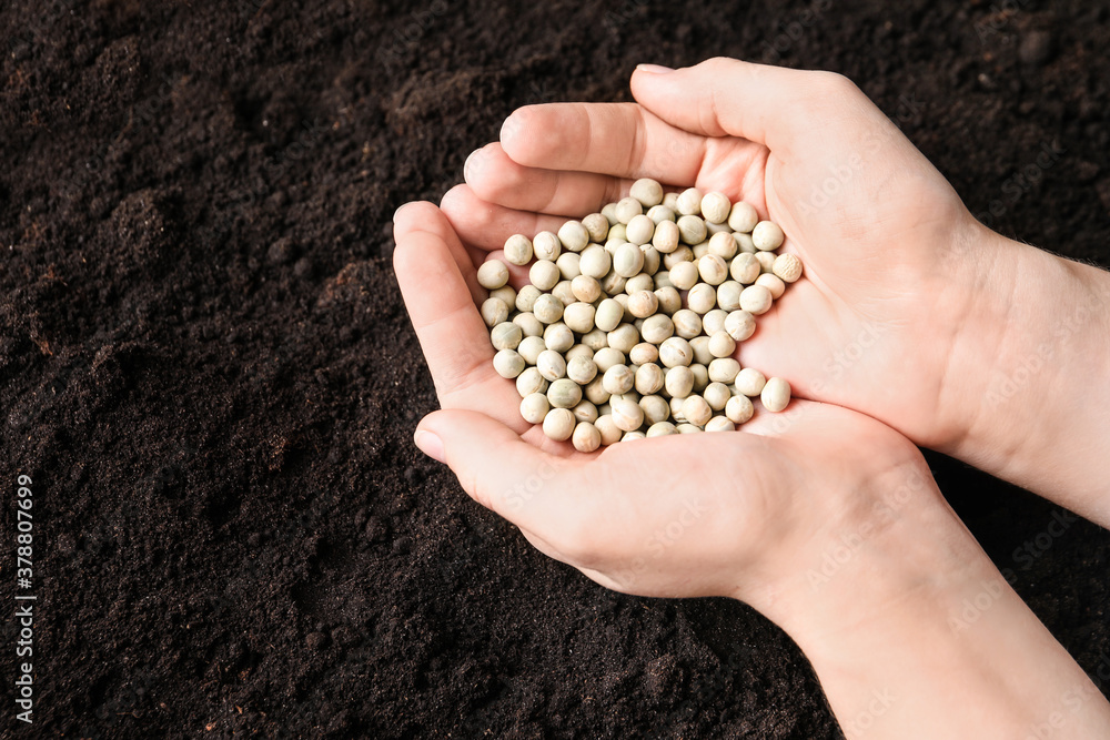 Woman holding pile of peas over soil, above view. Vegetable seeds planting Woman holding pile of peas over soil, above view. Vegetable seeds planting
