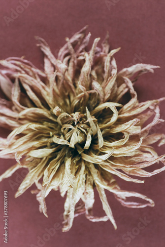 Close-up of a dry flower