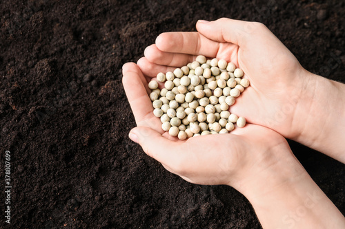 Woman holding pile of peas over soil, above view. Vegetable seeds planting