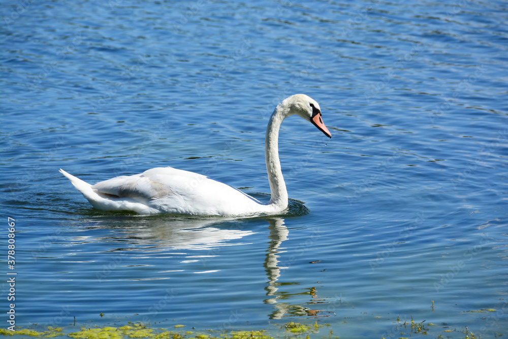 Cygne