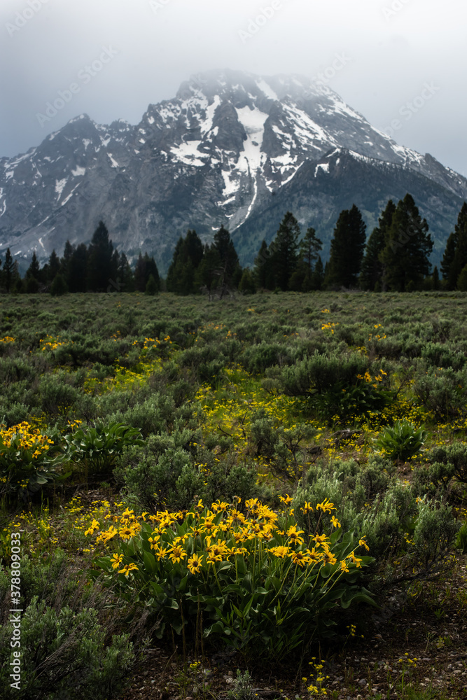 Meadow of Yellow Flowers in the Mountains