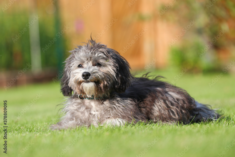 Maltipoo Malteser Pudel Welpe liegt im Grünen Maltipoo Malteser Pudel Welpe liegt im Grünen