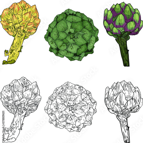 Vector illustration of doodle artichoke isolated on white background. Logo, icon, print for menu, clothing, packaging