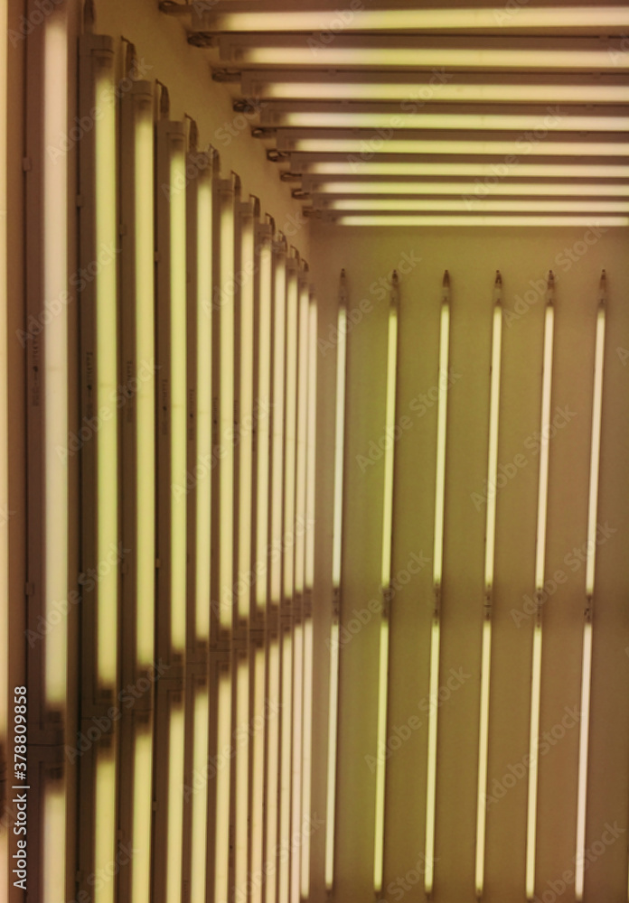 Luce Luce