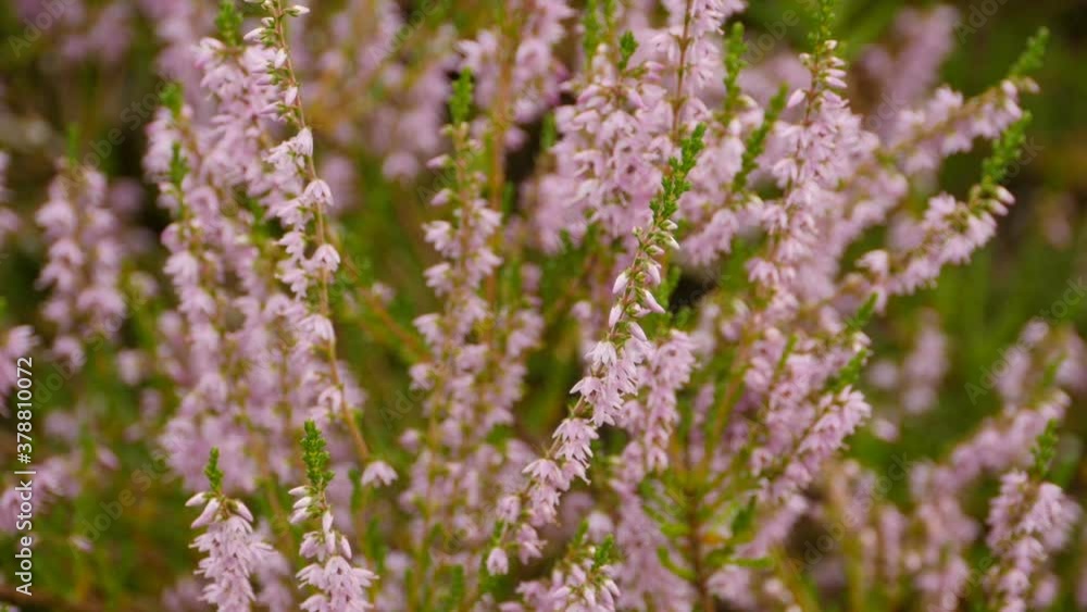 pink blooming heather flowers close-up, sequence pink blooming heather flowers close-up, sequence