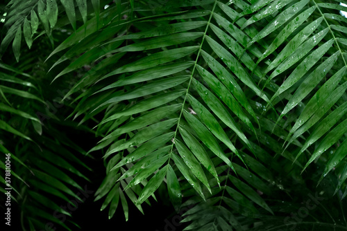 Deep dark green palm leaves background