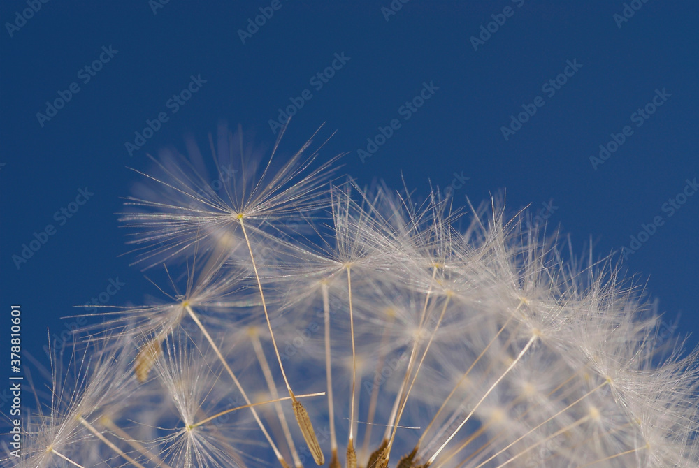 Obraz premium Close-up of a Dandelion
