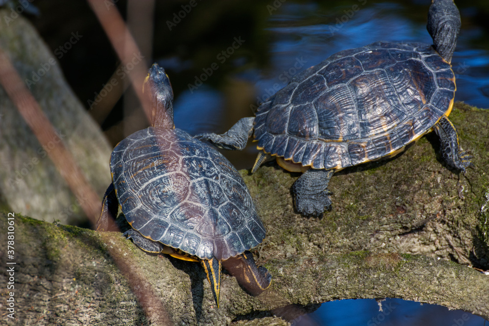 Fototapeta premium Tortoises 26