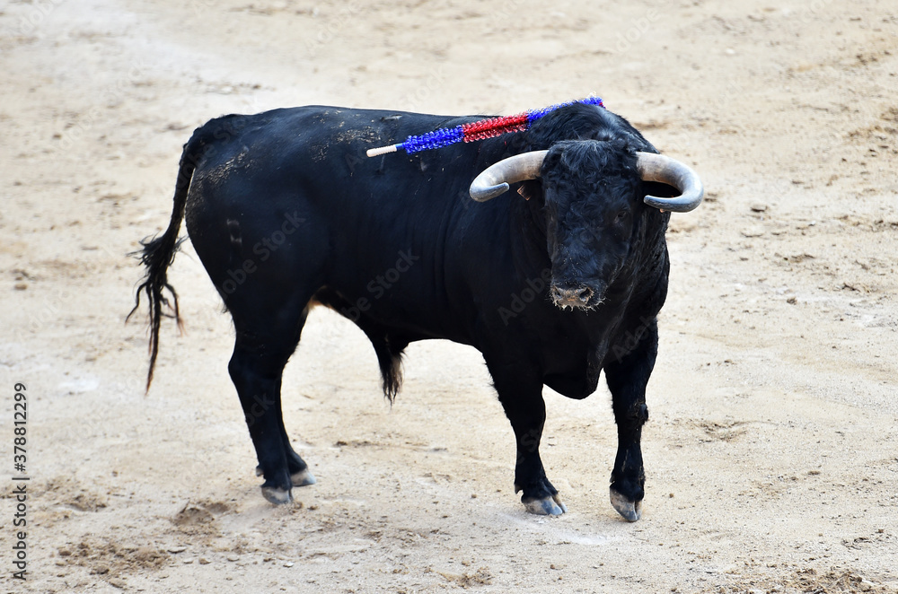 toro bravo español en una plaza de toros toro bravo español en una plaza de toros
