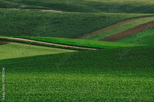 Green grass field background