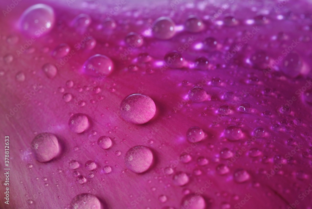 Close-up of water drops on a flower Close-up of water drops on a flower