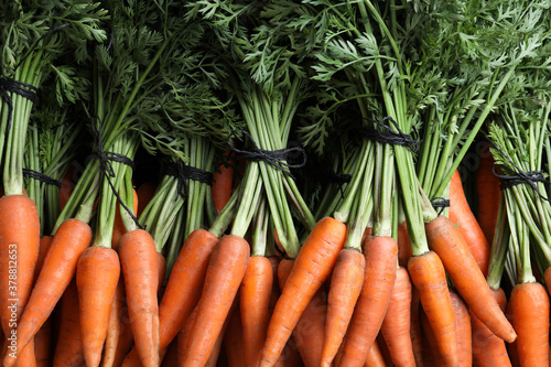 Bunches of tasty raw carrots as background, top view