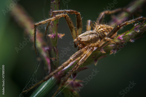 Spider close up in the position hunting and waiting for the prey