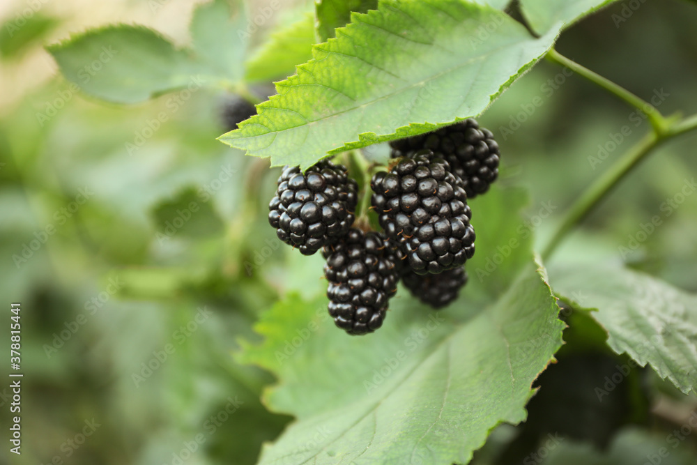 Blackberry bush with ripe berries in garden, closeup Blackberry bush with ripe berries in garden, closeup