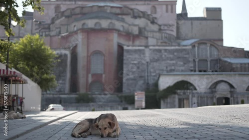 Street dogs nearby Hagia Sophia