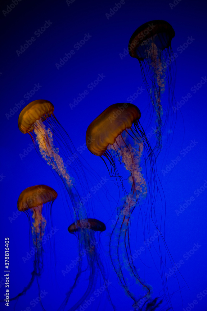 Close-up of a Jelly fish (Chironex fleckeri) in an aquarium, Monterey Bay Aquarium, Monterey, California, USA Close-up of a Jelly fish (Chironex fleckeri) in an aquarium, Monterey Bay Aquarium, Monterey, California, USA
