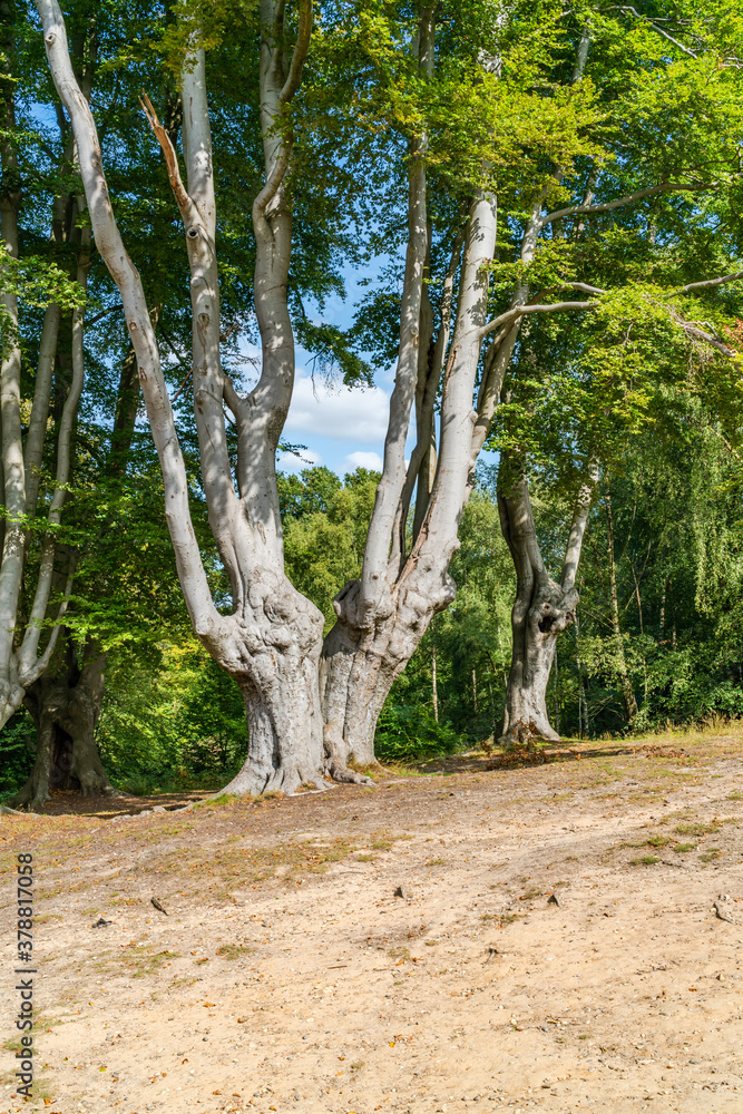 Epping Forest