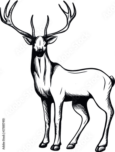Hirsch