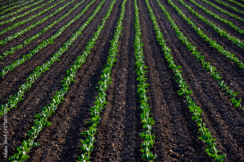 Vegetables in a field, California, USA
