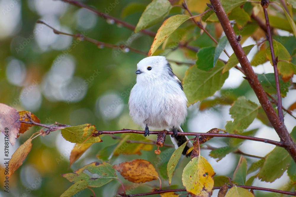 Long-tailed tit, Aegithalos caudatus Long-tailed tit, Aegithalos caudatus
